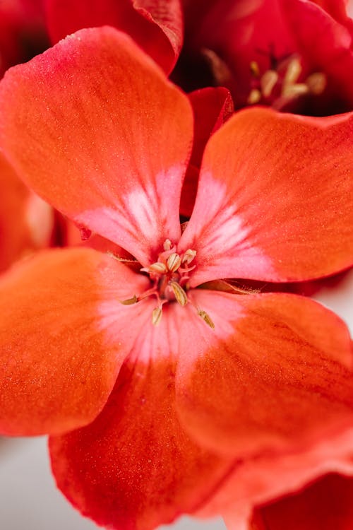 Macro Photography Of Red Flower