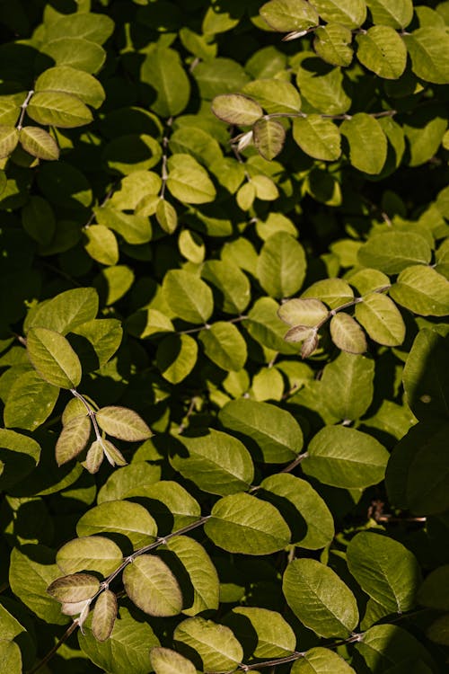 Close-Up Photo Of Leaves