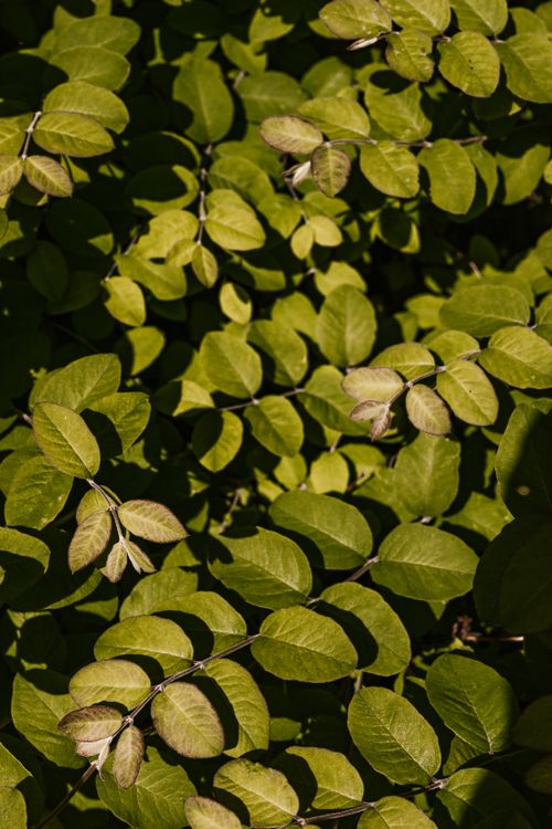 Free A close-up of lush green foliage illuminated by sunlight, showcasing healthy plant growth. Stock Photo
