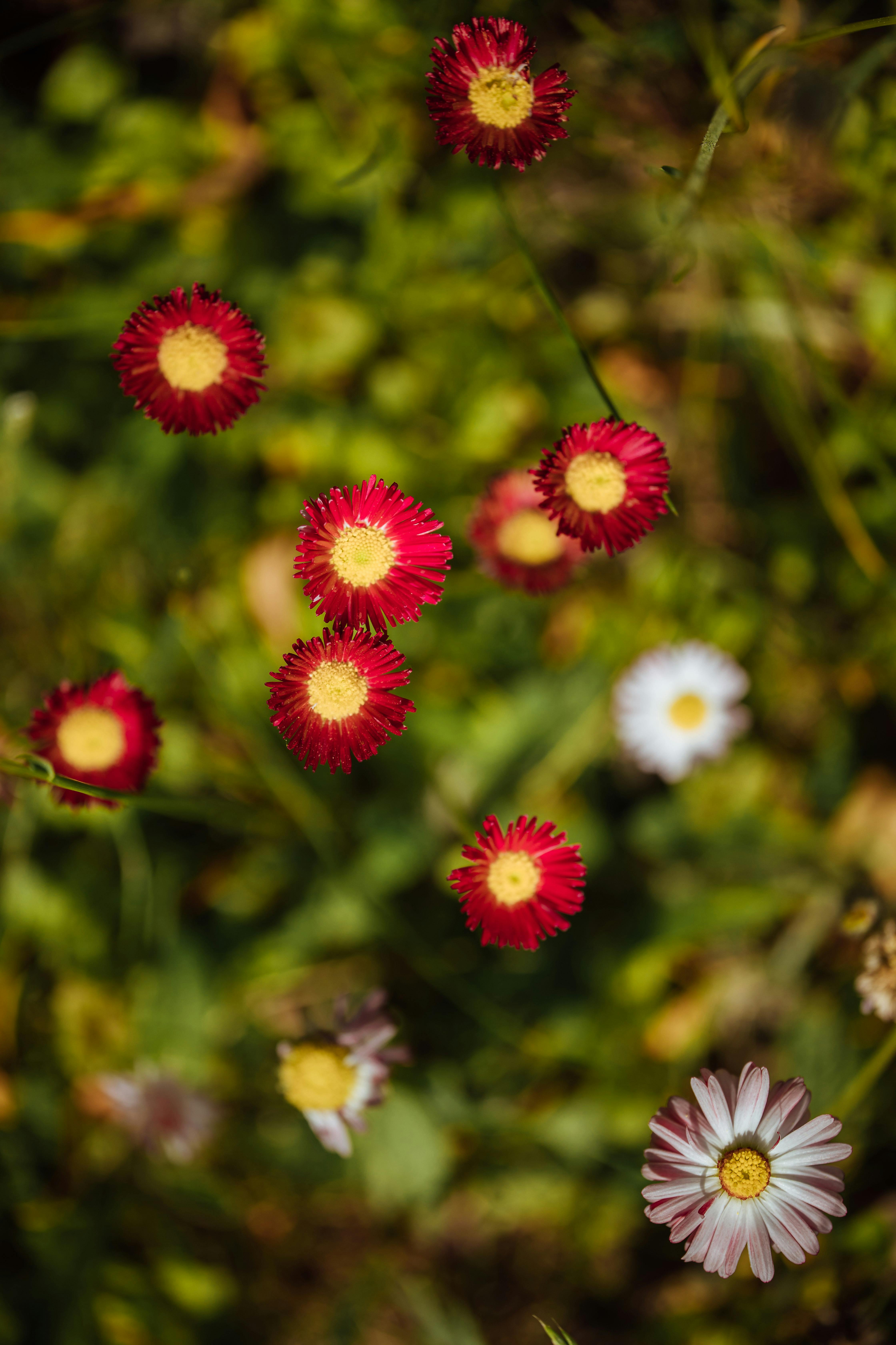 [ColoSach]-close-up-shot-of-vibrant-strawflowers-with-a-blurred-natural-background.