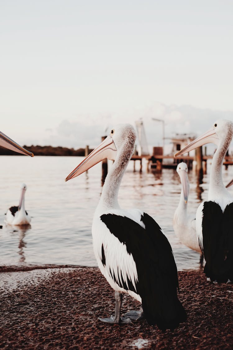 White Pelican Squadron On The Riverbank