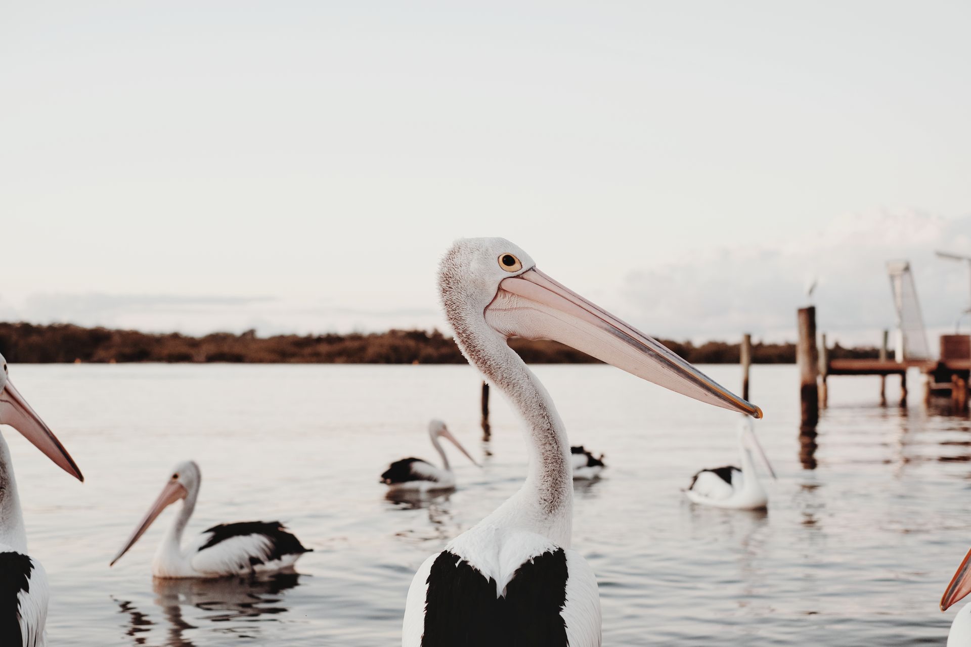Graceful Australian pelicans swim peacefully in Noosa Heads, showcasing natural beauty and avian elegance.