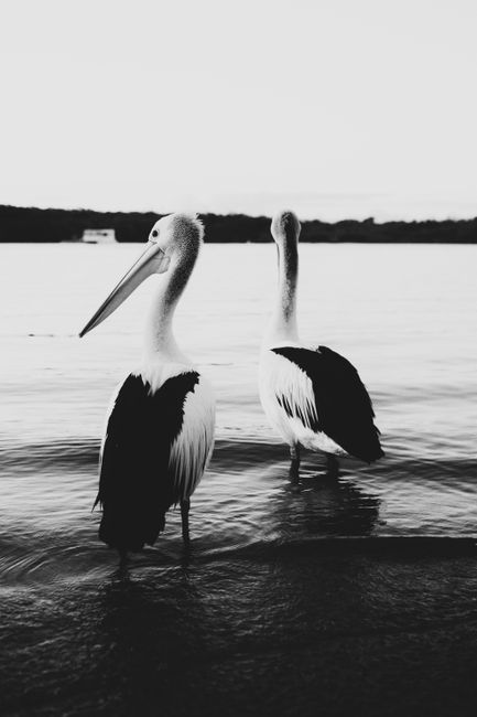 Monochrome image of pelicans wading in Noosa Heads, Australia.