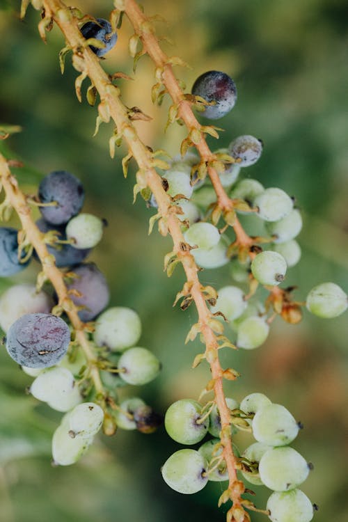 Fotos de stock gratuitas de de cerca, enfoque selectivo, frutas del bosques