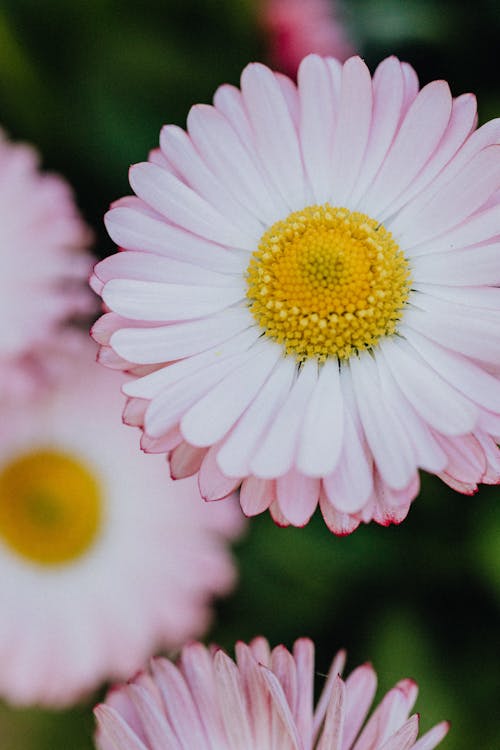 Безкоштовне стокове фото на тему «hd шпалери, білі квіти, впритул» стокове фото