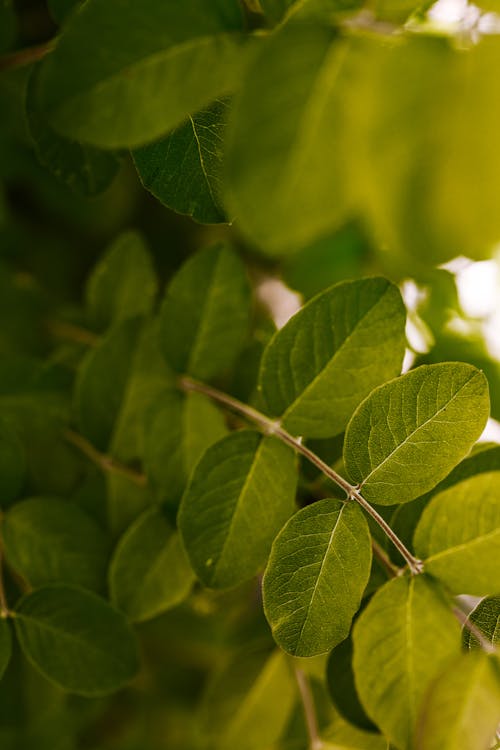 Close-Up Photo Of Leaves