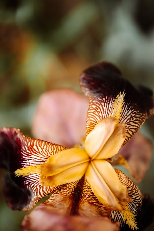 Darmowe zdjęcie z galerii z egzotyczny, liść, motyl
