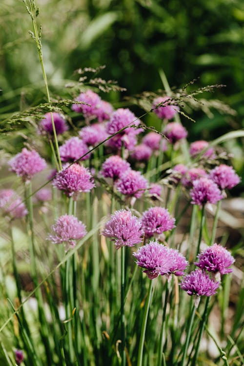 Selective Focus Photo Of Purple Flowers