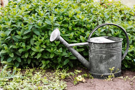 Can I Grow Edible Plants with Greywater? Understanding Safety and Guidelines