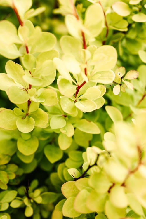 Close-Up Photo Of Yellow Leaves