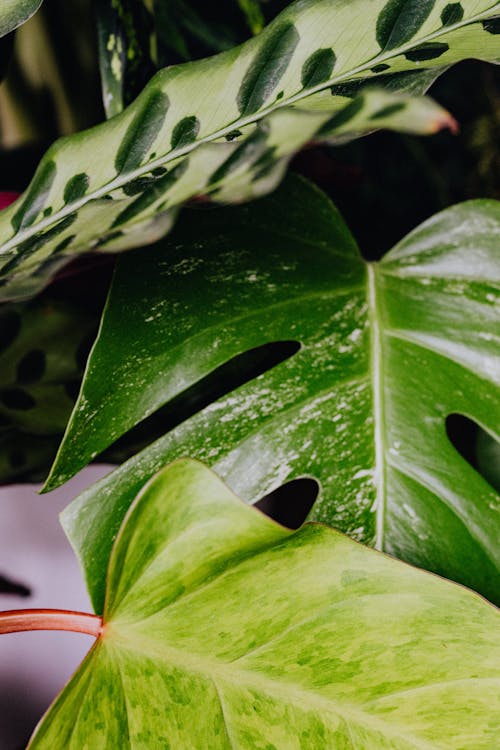 Close-Up Photo Of Monstera Plant