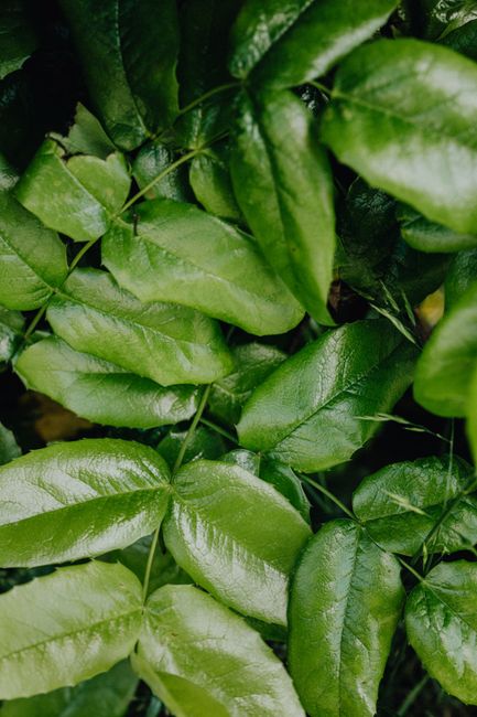 Close-up of lush, shiny green leaves with rich texture and depth of field.