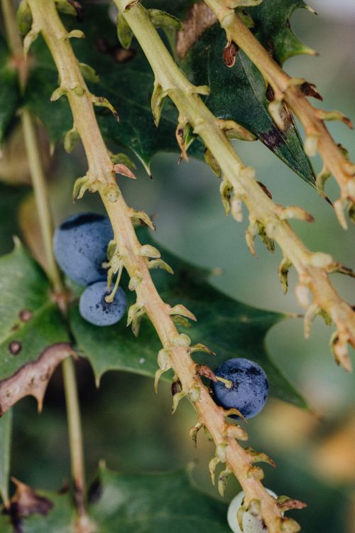 Free Detailed view of wild berries growing on a thorny branch, emphasizing nature's intricate beauty. Stock Photo