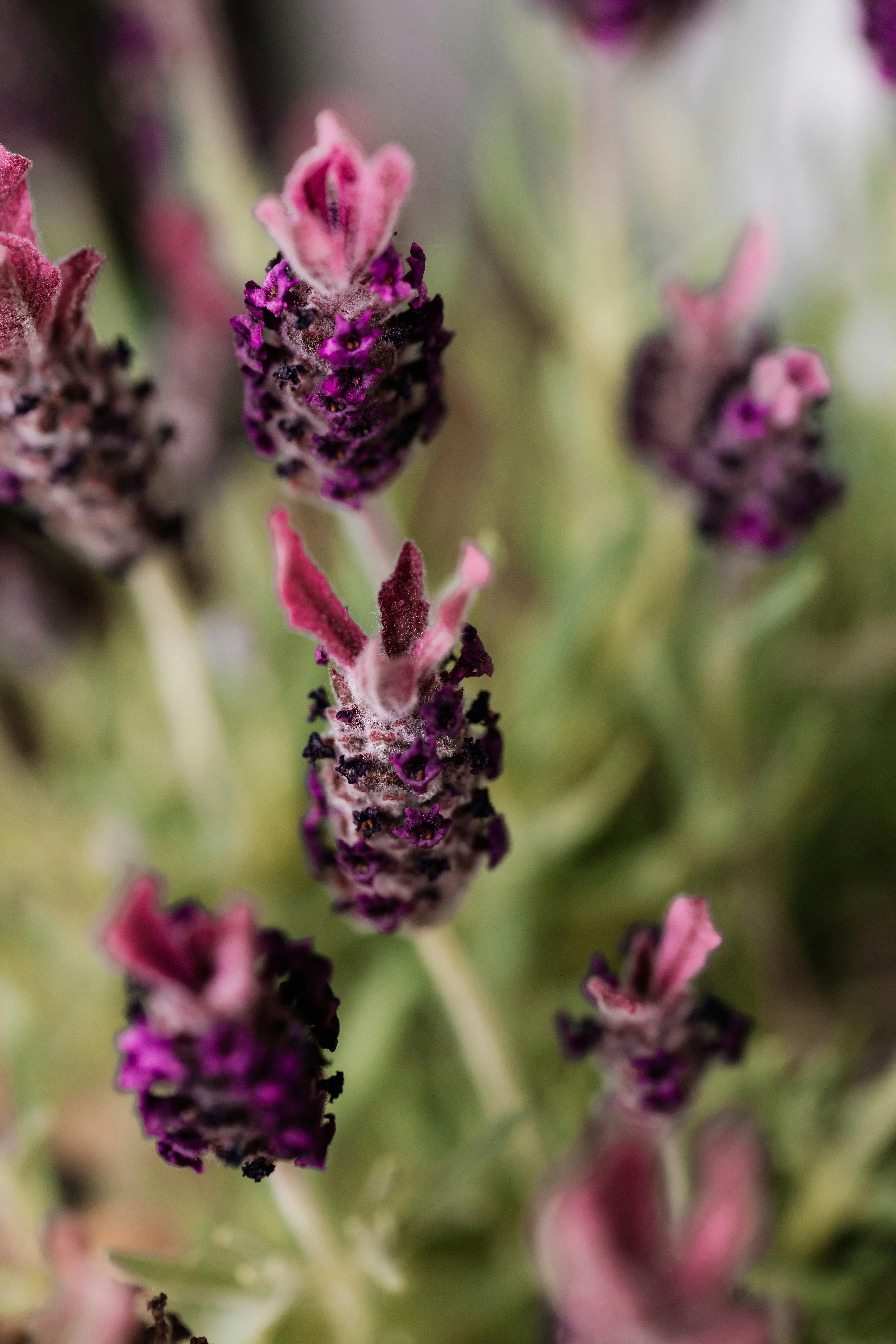 purple flower buds in macro lens