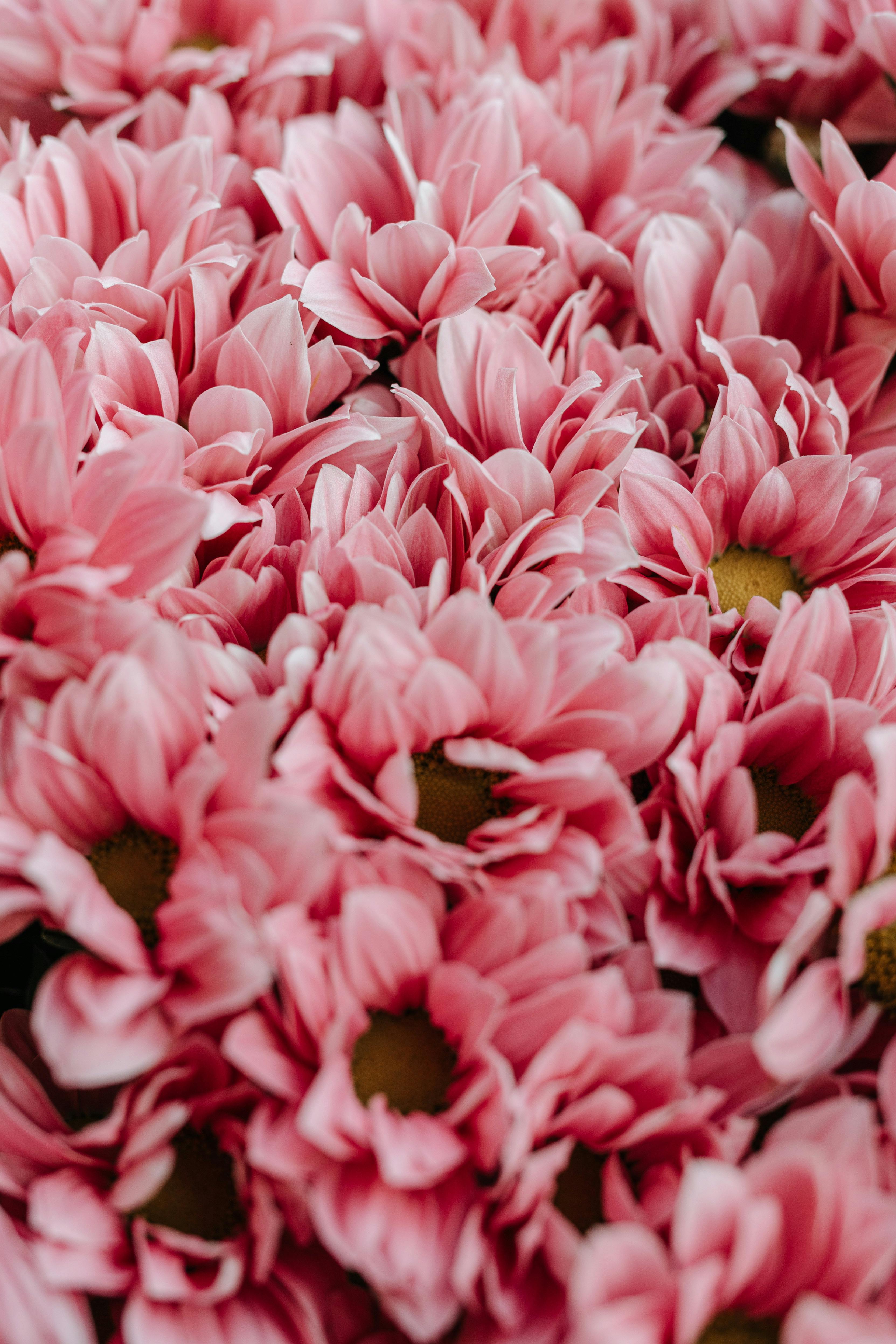 close up photo of pink flowers