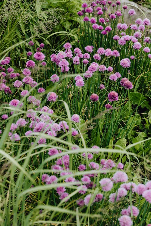 Photo Of Purple Flowers