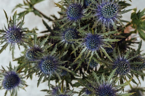 꽃, 바탕화면, 블루의 무료 스톡 사진