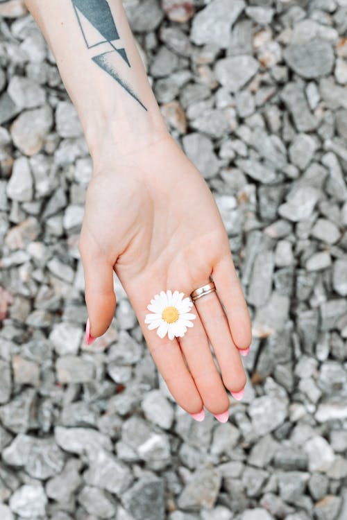 Free Photo Of Person Holding White Flower Stock Photo