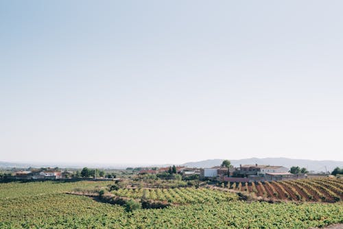 Δωρεάν στοκ φωτογραφιών με αγροτικός, γεωργία, γήπεδο