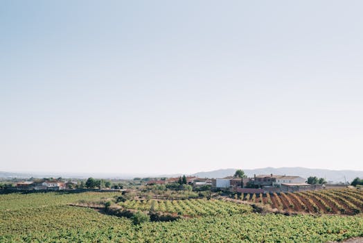 Lush vineyard fields stretching across a serene rural landscape under a clear blue sky.