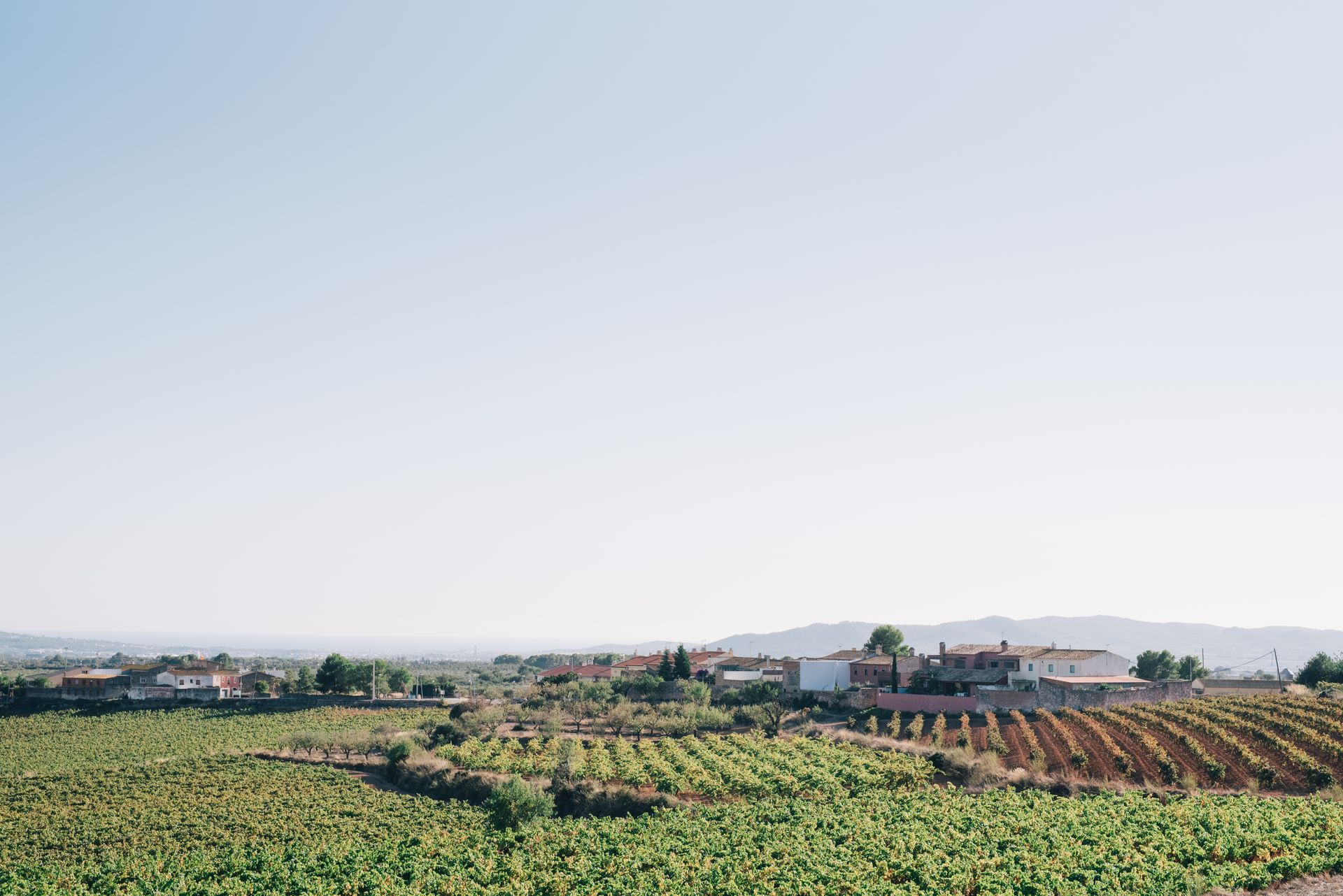 Lush vineyard fields stretching across a serene rural landscape under a clear blue sky.