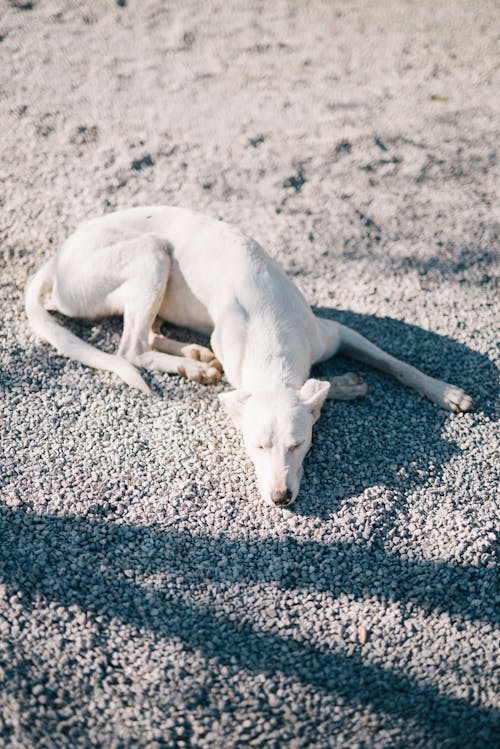 Free Photo Of White Dog Laying On Ground Stock Photo