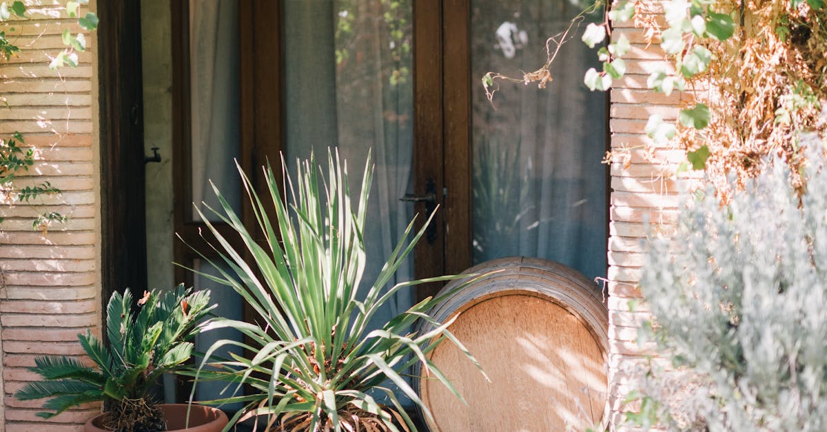 How to kill ivy in yard with vinegar