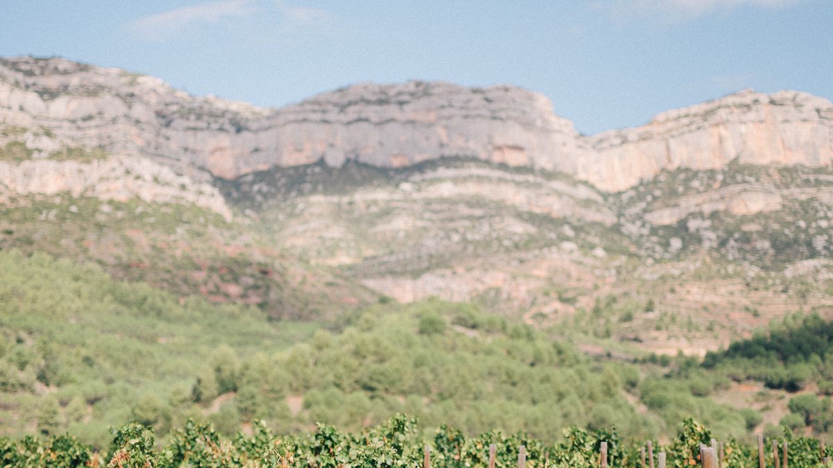 Vignerons bio du Languedoc : 5 AOC à découvrir pour un premier pas dans les vins nature sans mauvaises surprises