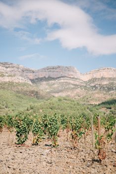 A picturesque vineyard with lush greenery and towering mountains in the background, perfect for natural landscapes.