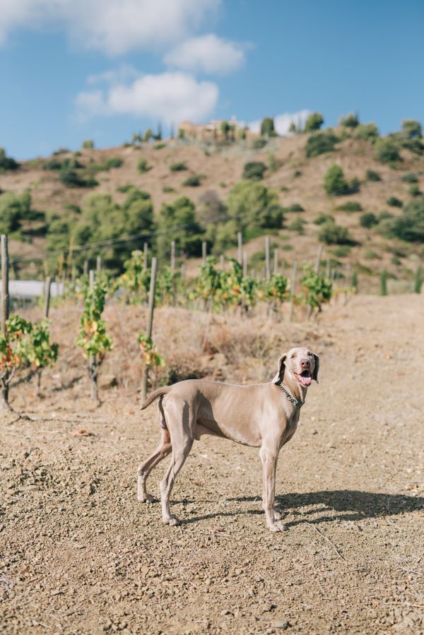 A Weimaraner standing in a sunlit vineyard landscape — photo by Leeloo The First on Pexels