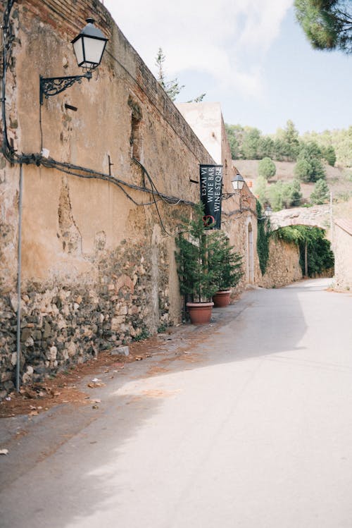 Green Plants on Brown Clay Pots Near a Wall Along an Empty Road