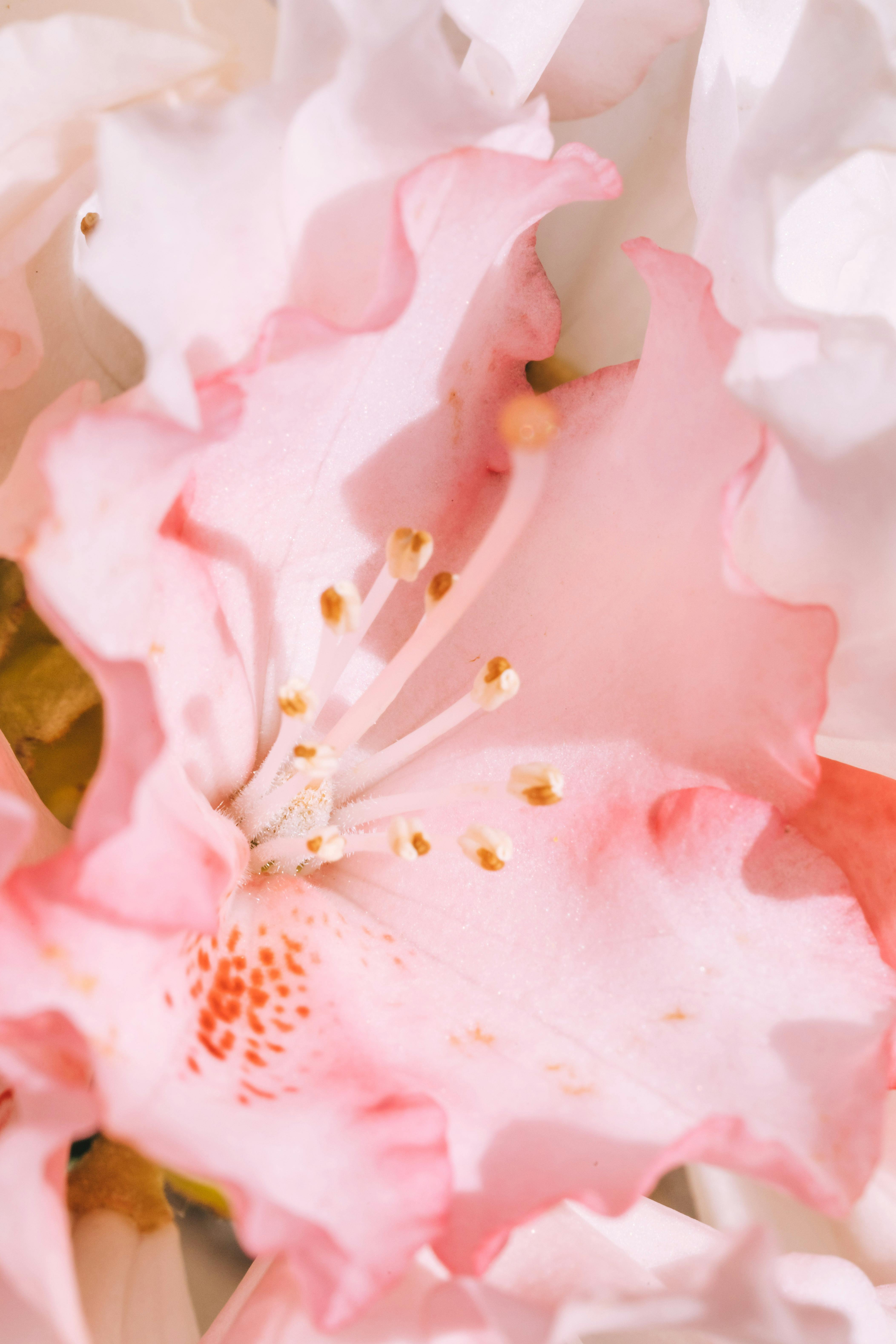 macro photo of a pink flower