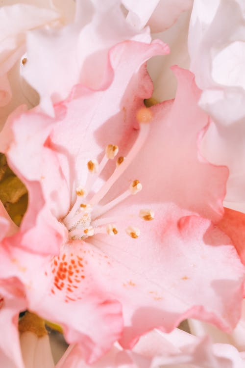 Foto stok gratis benang sari, bunga, bunga merah jambu