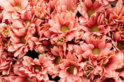 Gratis Fotos de stock gratuitas de flores, Flores rosadas, fondo de pantalla Foto de stock