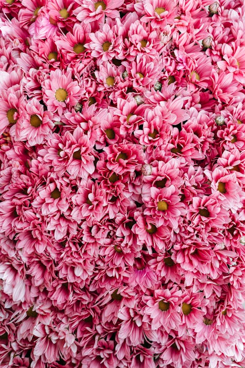Free Photography of Pink Flowers Stock Photo