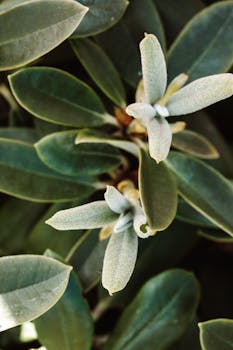 花园环境中，绿叶郁郁葱葱，植物发芽的细节清晰可见