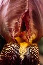 Extreme Close-up of Maroon Petals