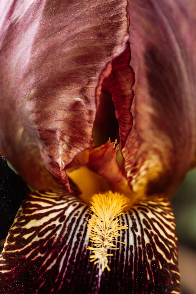 Extreme Close-up Of Maroon Petals 