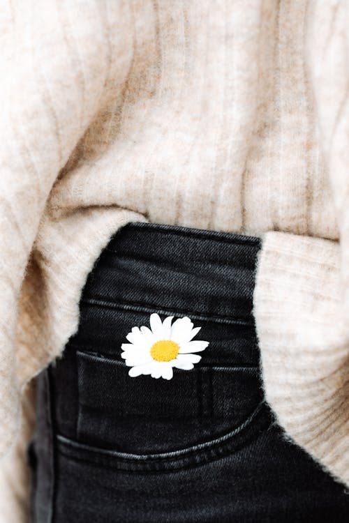 Free White Marigold Coming Out of Jeans Pocket Stock Photo