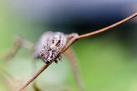 Black and White Butterfly on Brown Stem in Tilt Shift Lens