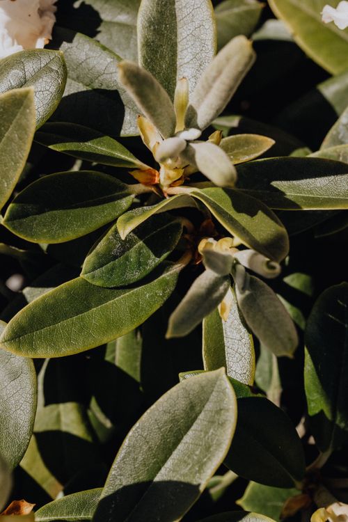 Free Close-up of sunlit green leaves, showcasing natural textures and rich green hues. Stock Photo