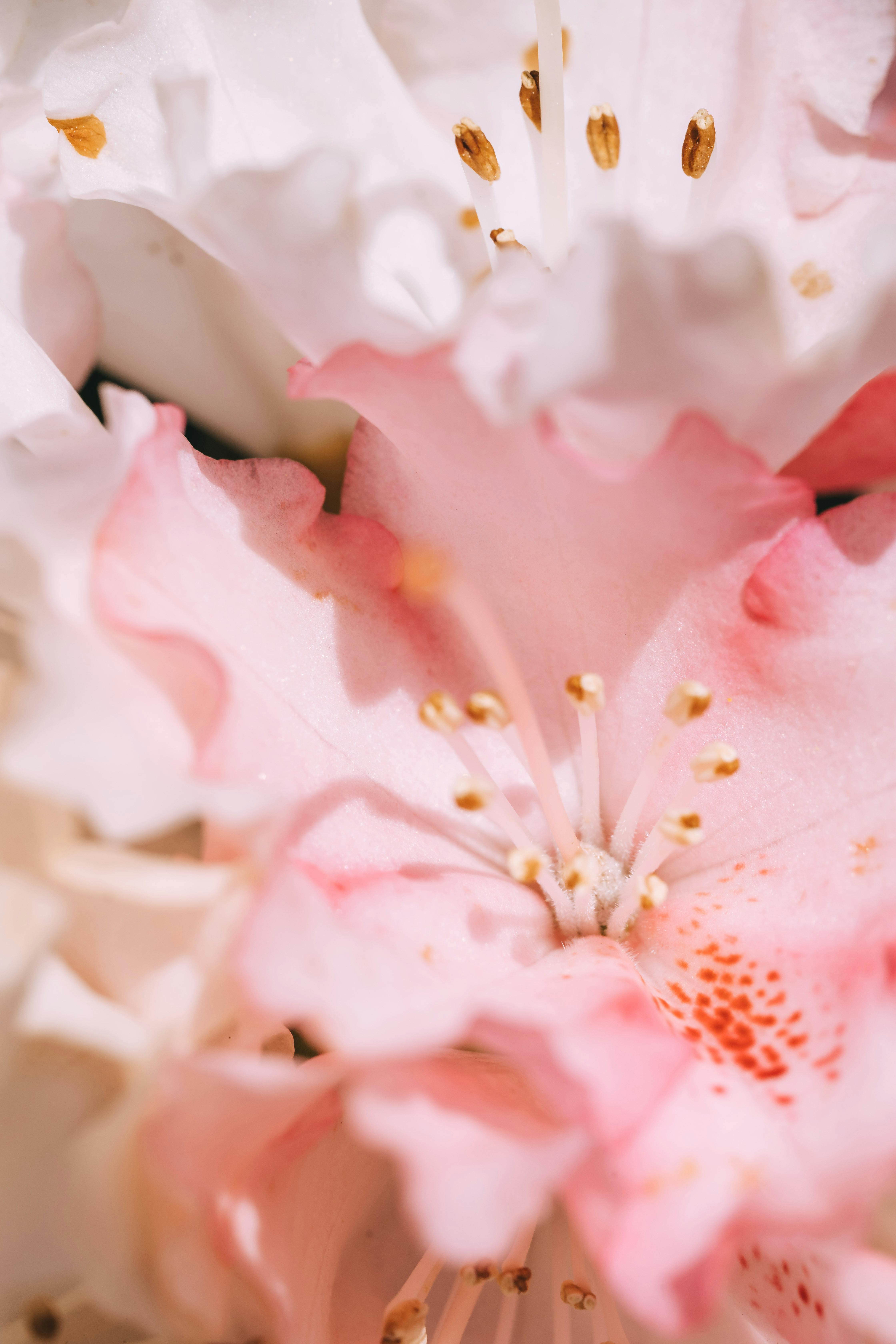 close up of pink and white flowers
