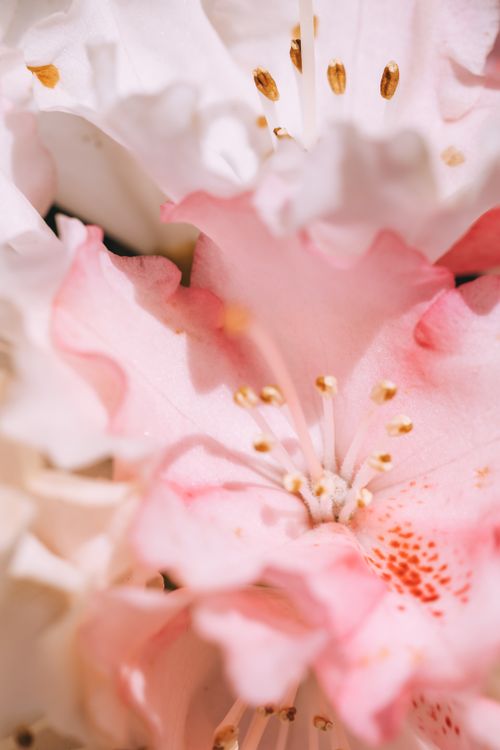 Free Delicate close-up of a pink and white rhododendron flower, showcasing its stamen and petals in a floral setting. Stock Photo