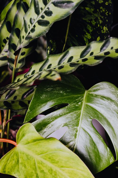 Free Detailed view of vibrant Monstera and Calathea leaves in natural light showcasing lush greenery. Stock Photo