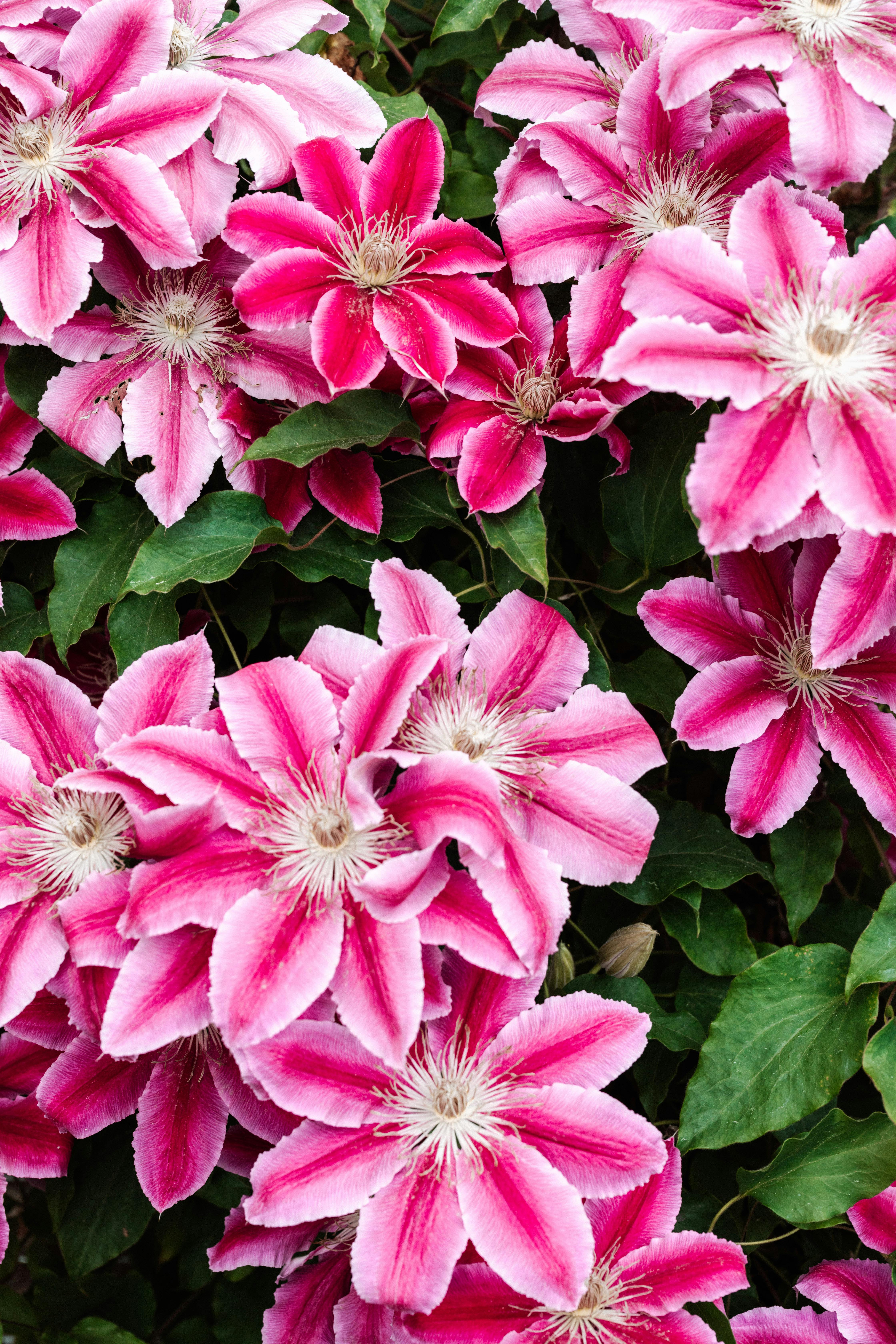 A captivating close-up of vibrant pink clematis flowers in full bloom, showcasing their intricate beauty.