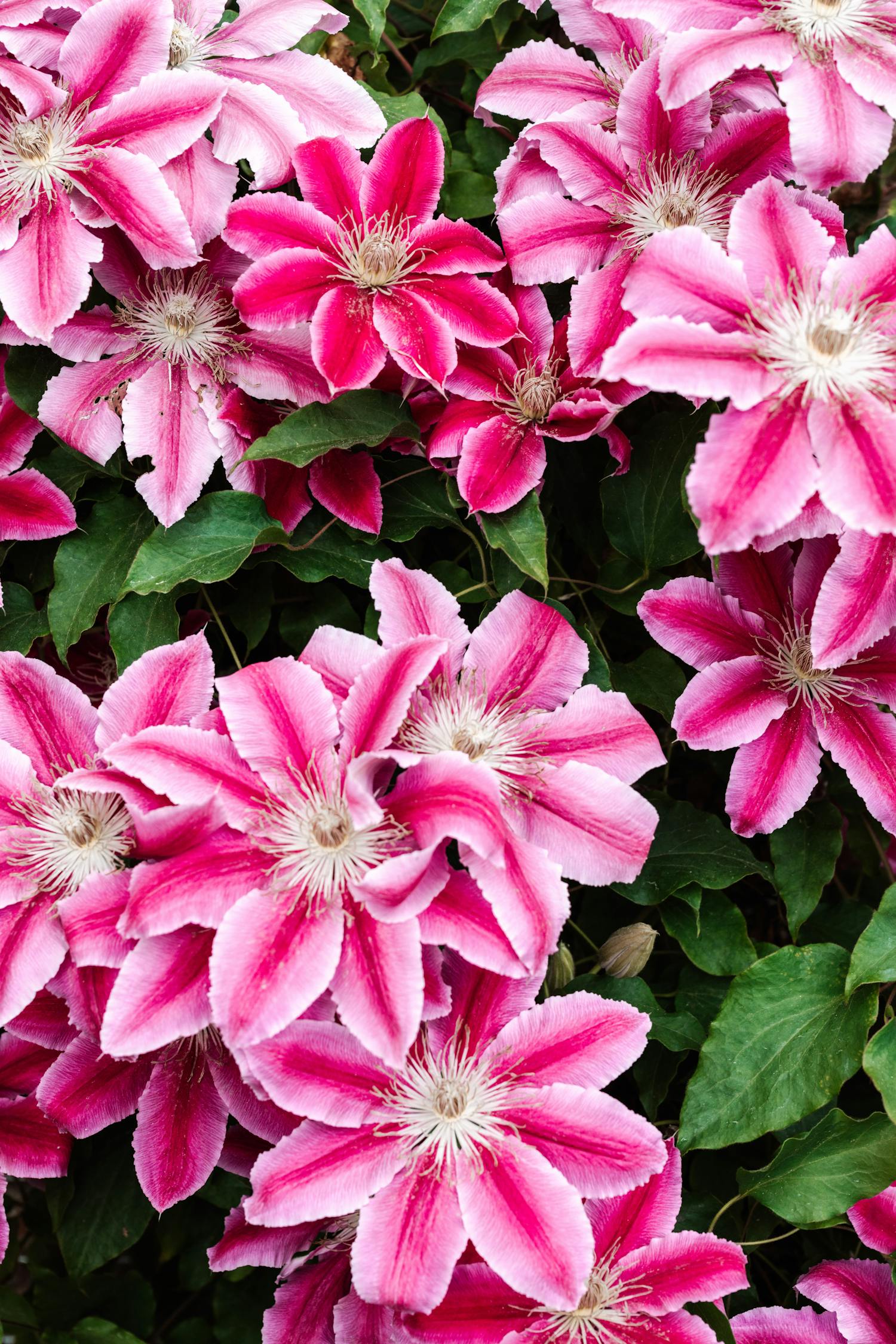 バックグラウンド, ピンクの花, フラワーズの無料の写真素材