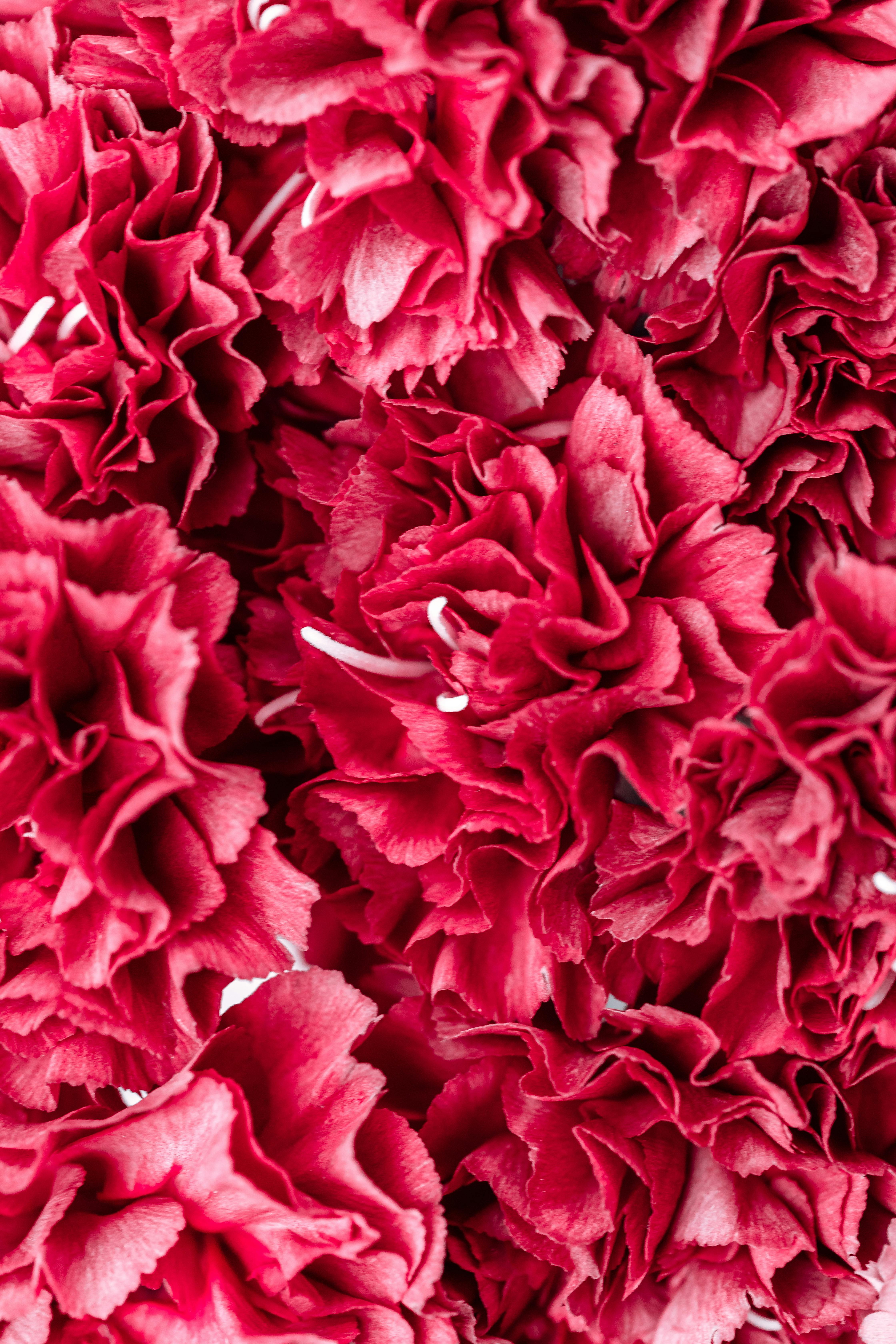 close up of red flowers