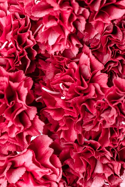 Close Up of Red Flowers