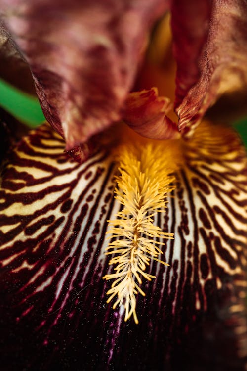 Základová fotografie zdarma na téma detail, exotický, jednoduchost