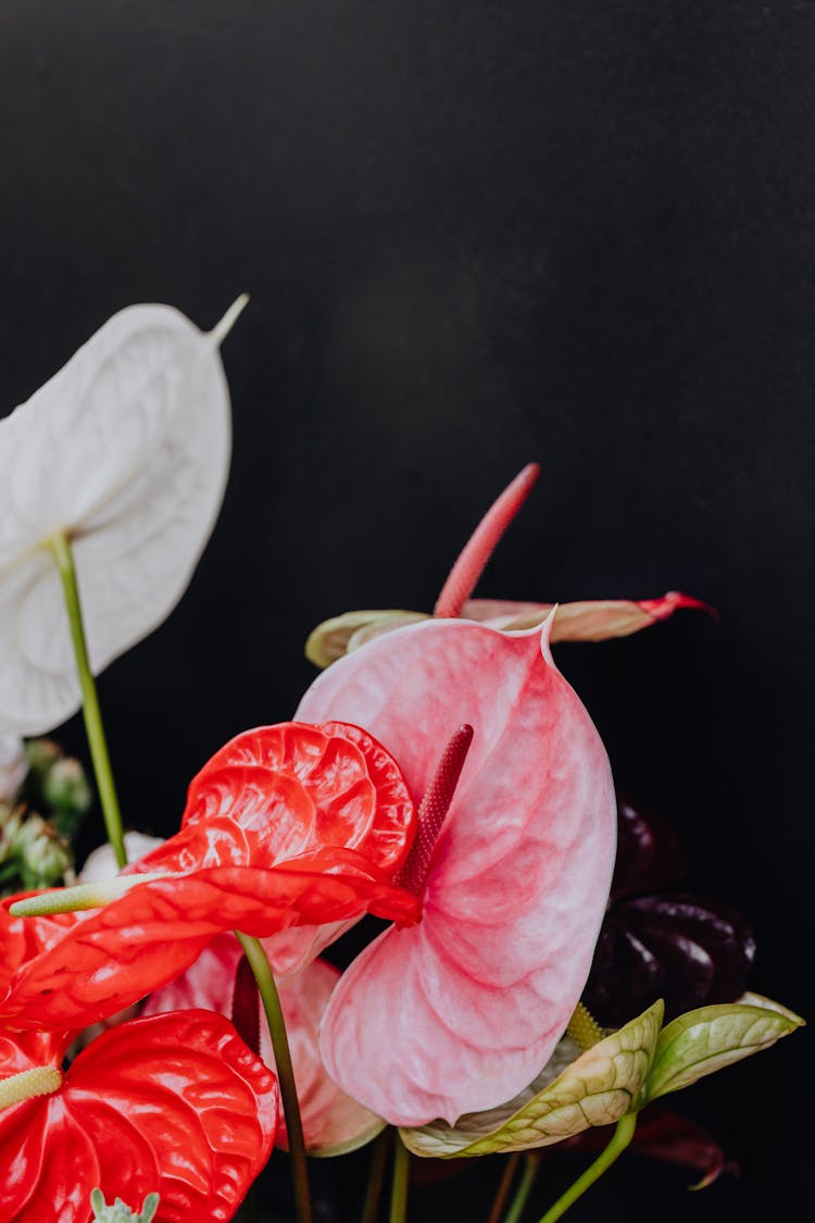 Close Up Photo Of Anthurium Flowers 